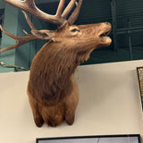 ELK MOUNT
