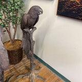 BRONZE PARROT