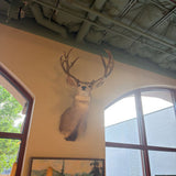 DEER MOUNT