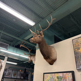 ELK MOUNT