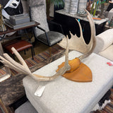 MOOSE ANTLER MOUNT