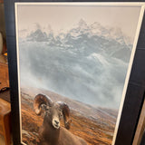 TONY NEWLAN MOUNTAIN SHEEP